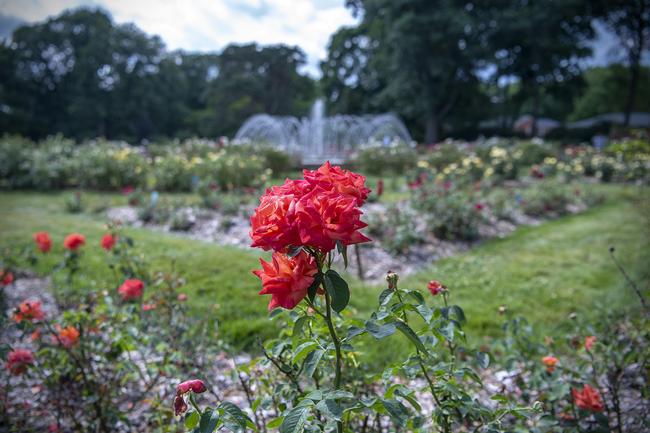 columbus park of roses red rose fountain green landscape