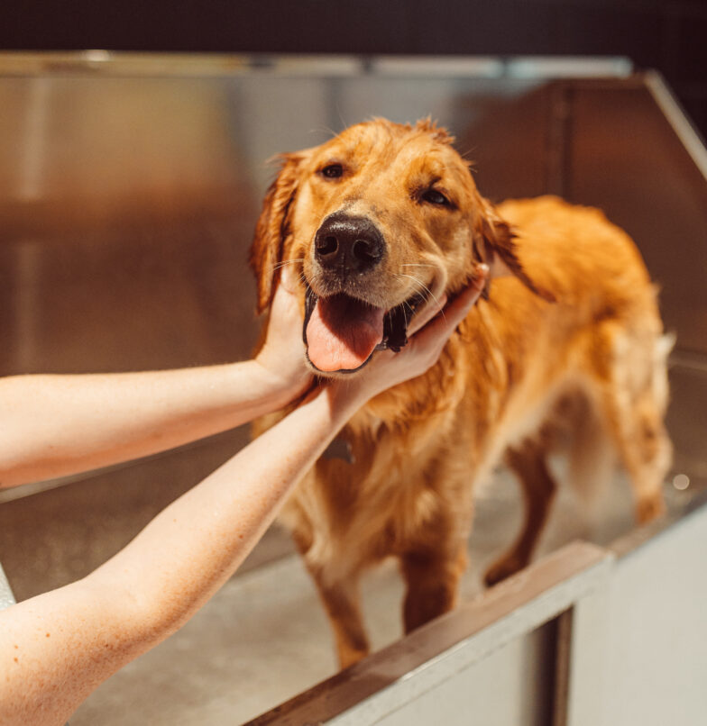 Golden retriever in the dog spa at Rambler Columbus